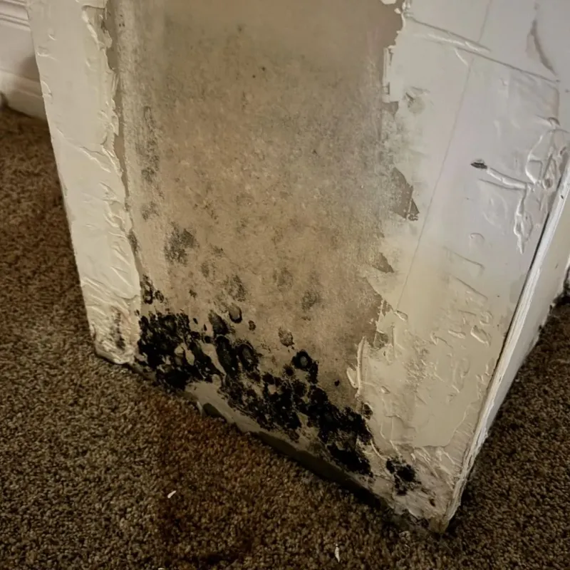 Professional Mold Removal in Pine Grove, CA